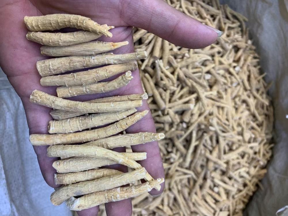 展示一株完整的西洋参植株,叶片呈掌状复叶,根部肥厚,整体生长在湿润土壤中 西洋参植株特写