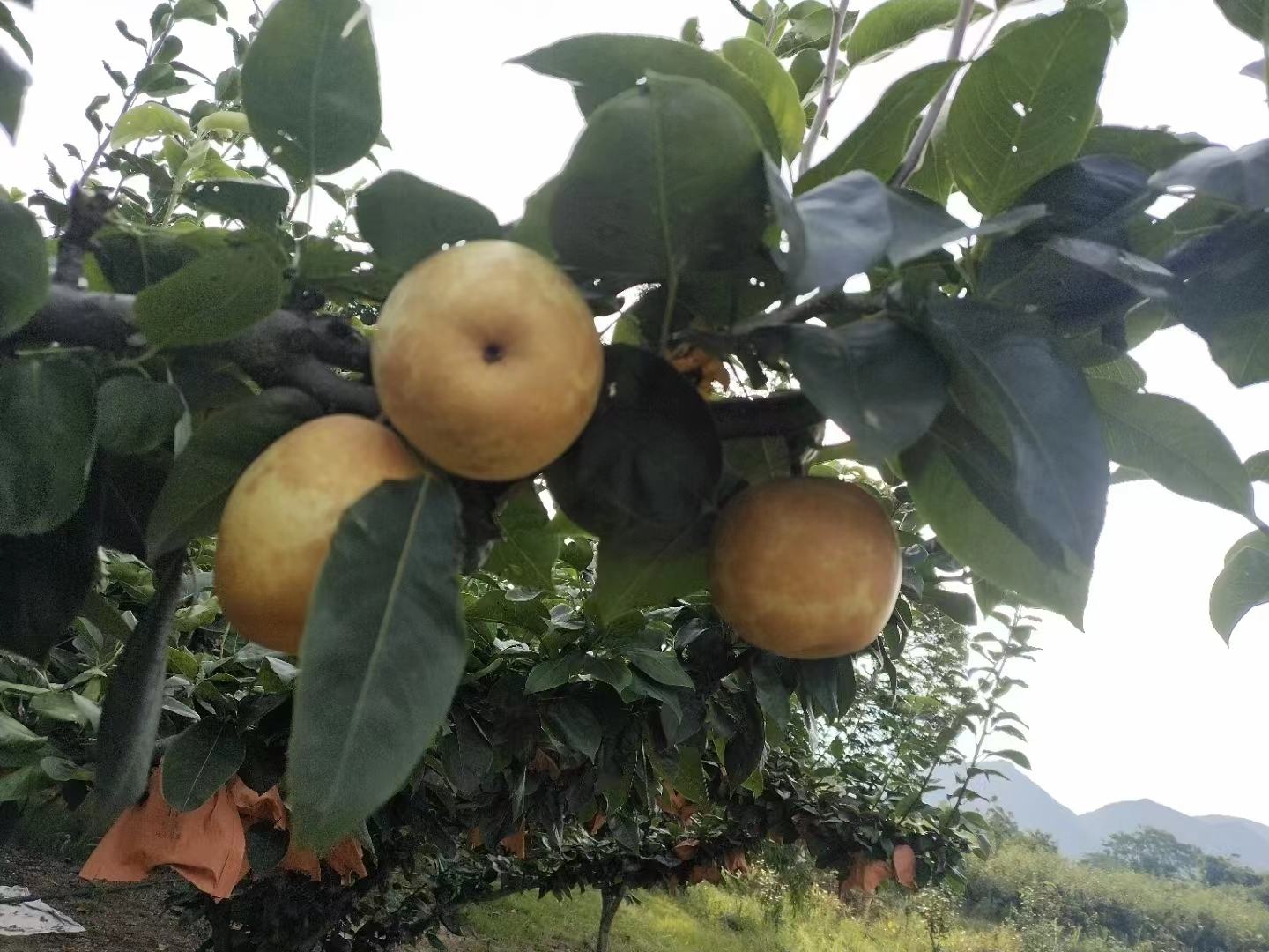连州果园中挂满枝头的水晶梨特写