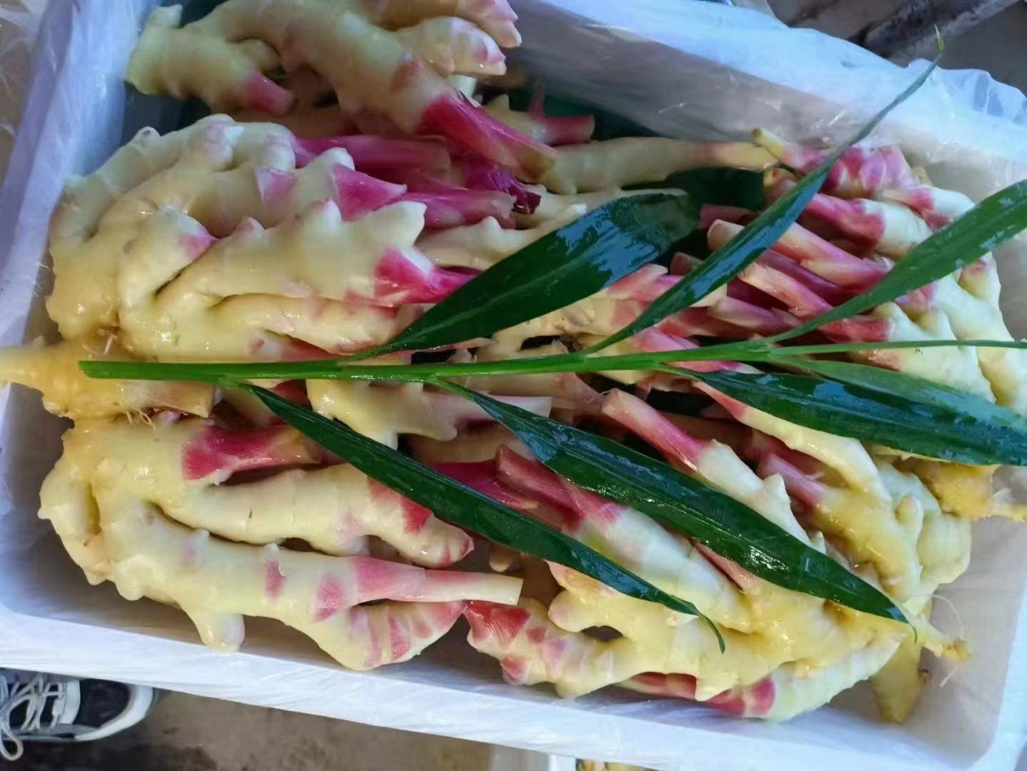 展示新鲜子姜的外观,带有嫩芽和浅黄色表皮,背景为厨房环境 子姜特写图