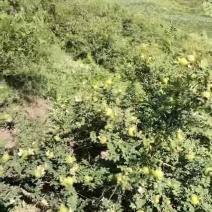 贵州鲜刺梨