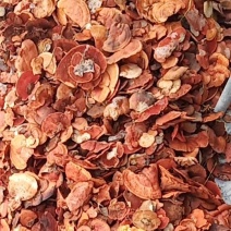 红栓菌