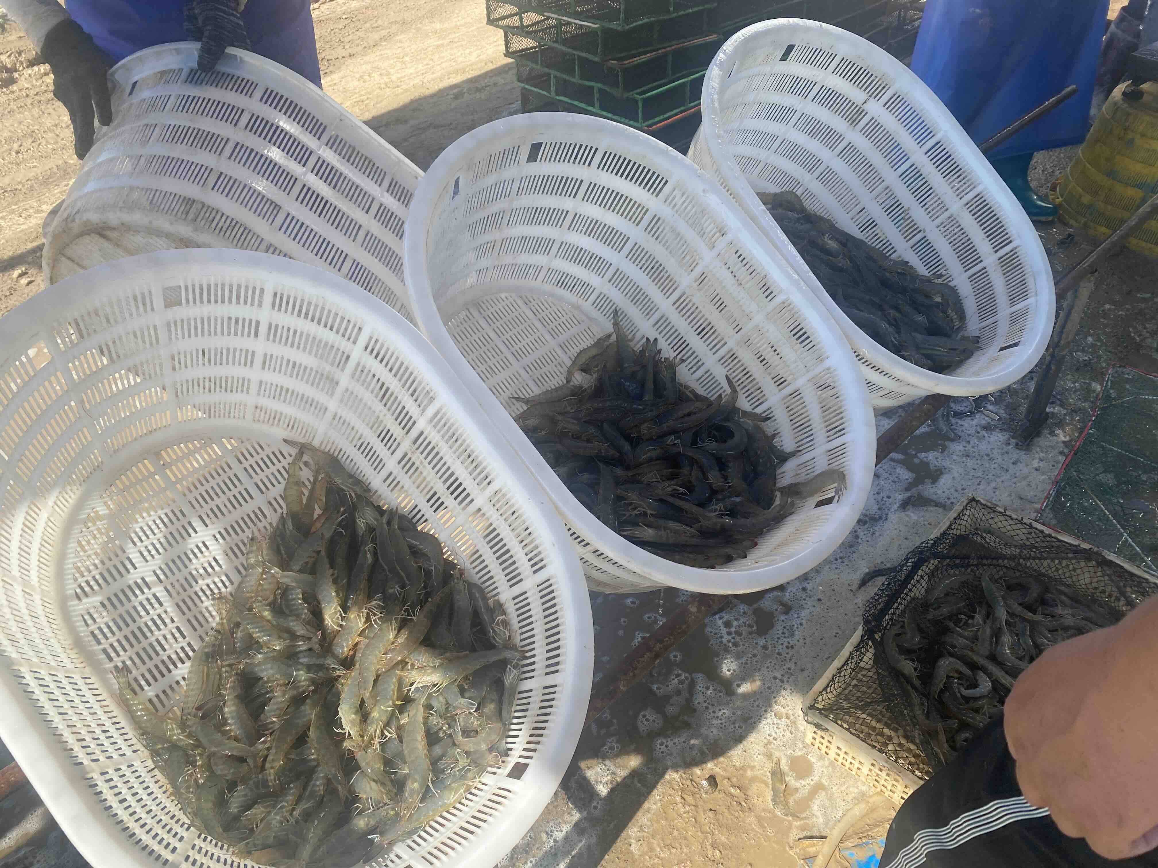 一名身穿防水服的技术人员正在圆形养殖桶中使用细密抄网捕捞南美白对虾,桶内水位已降至30厘米左右,虾群聚集在中央区域;背景可见其他空置养殖桶和管道系统,现场整洁有序 南美白对虾养殖桶中工人正在进行捕捞作业