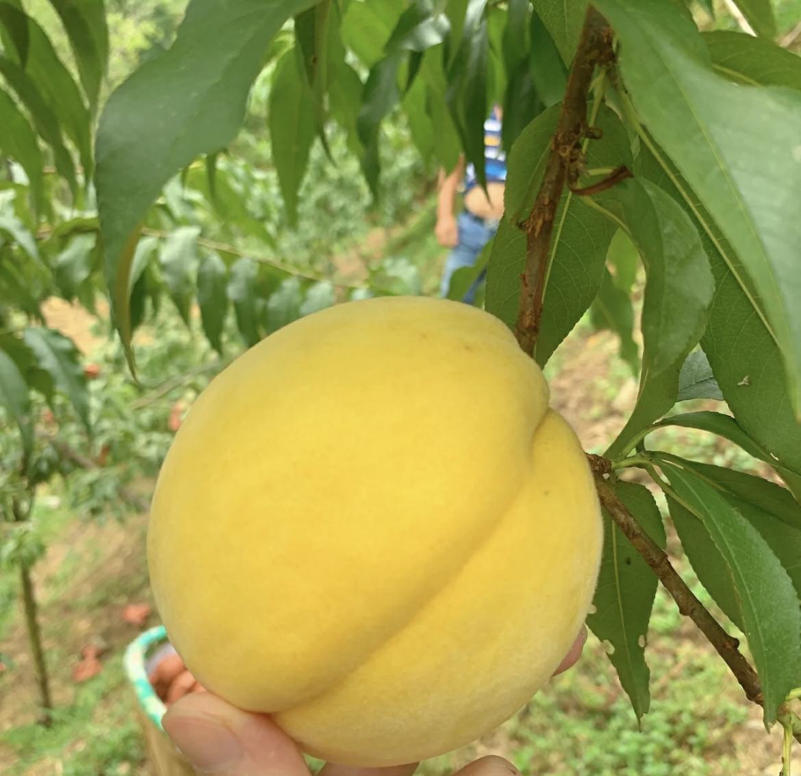 农户采摘炎陵黄桃特写场景