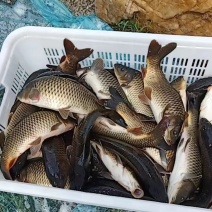 鲤鱼鲫鱼