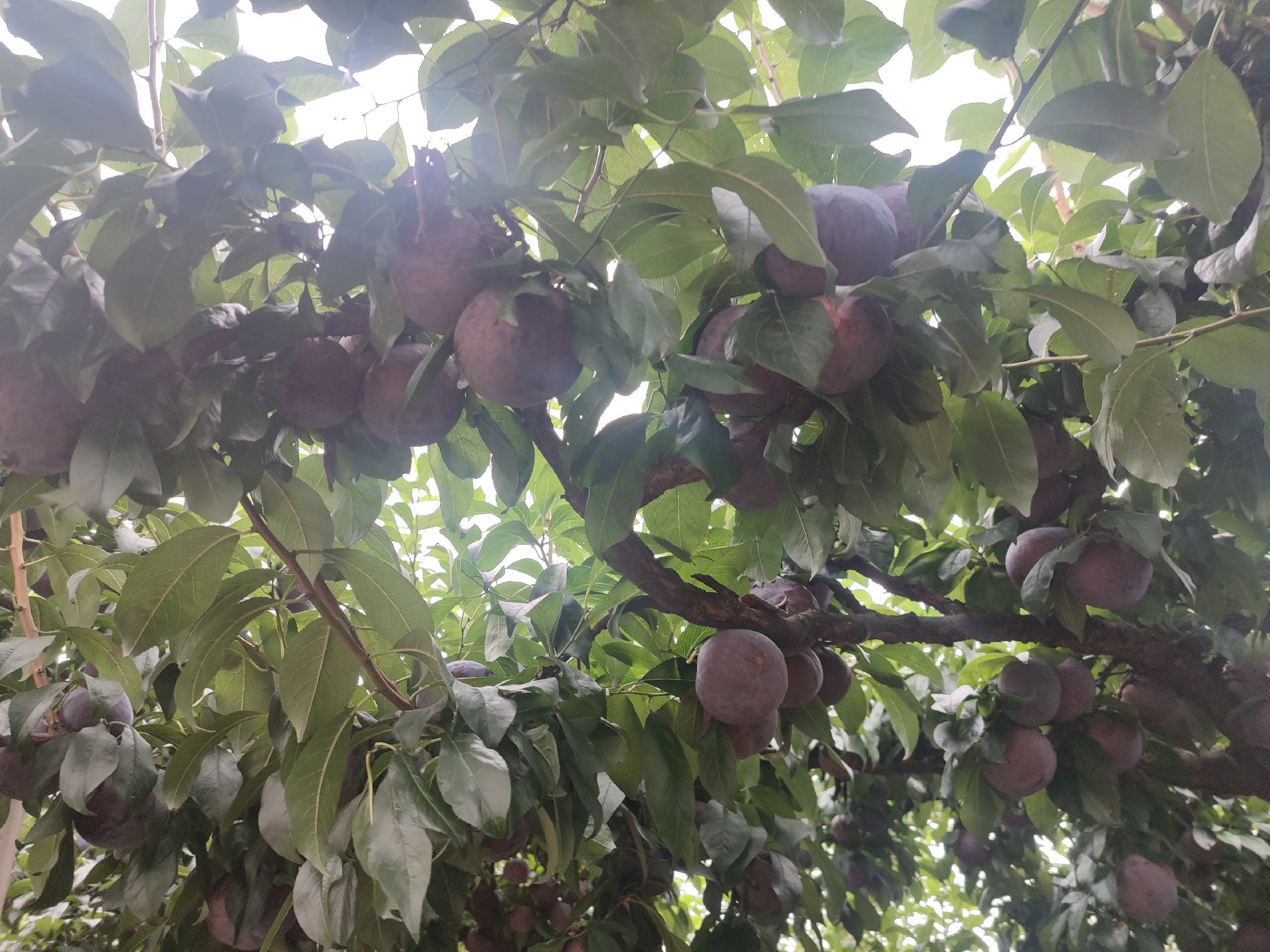 黑宝石李子树冬季修剪示范现场