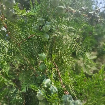 柏树籽