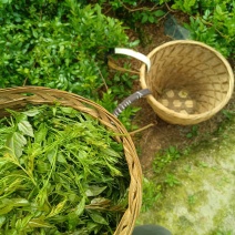 湘西莓茶
