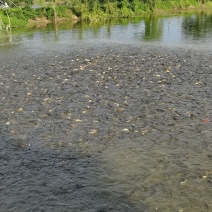 黄金鲫湘鲫