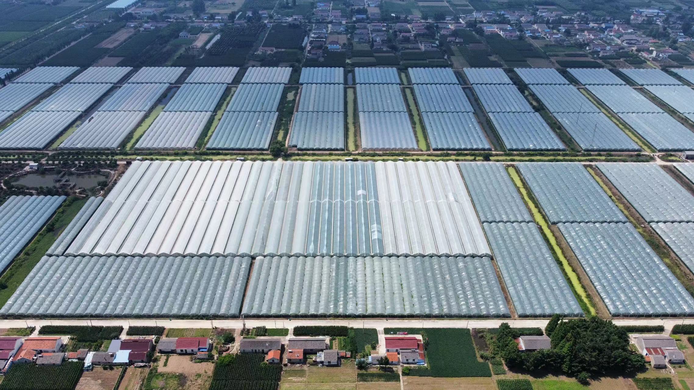 巨峰葡萄春季定植现场操作图