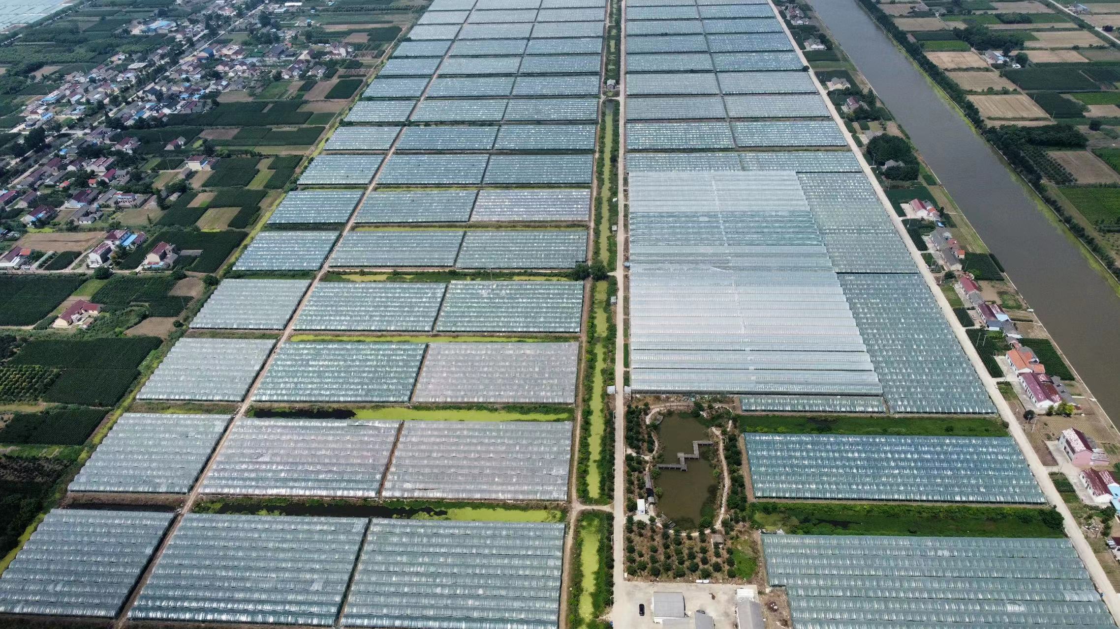 红宝石圆珠辣椒种植基地航拍图