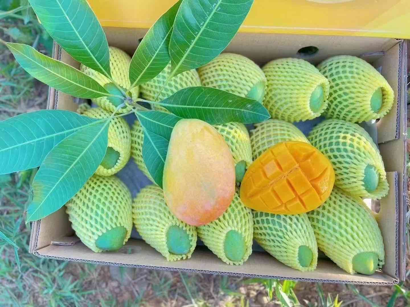 台农芒深加工产品展示