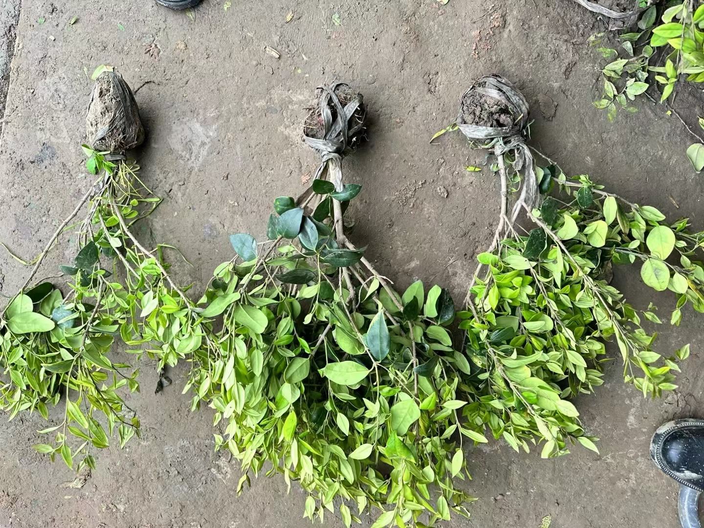 大叶女贞开花特写