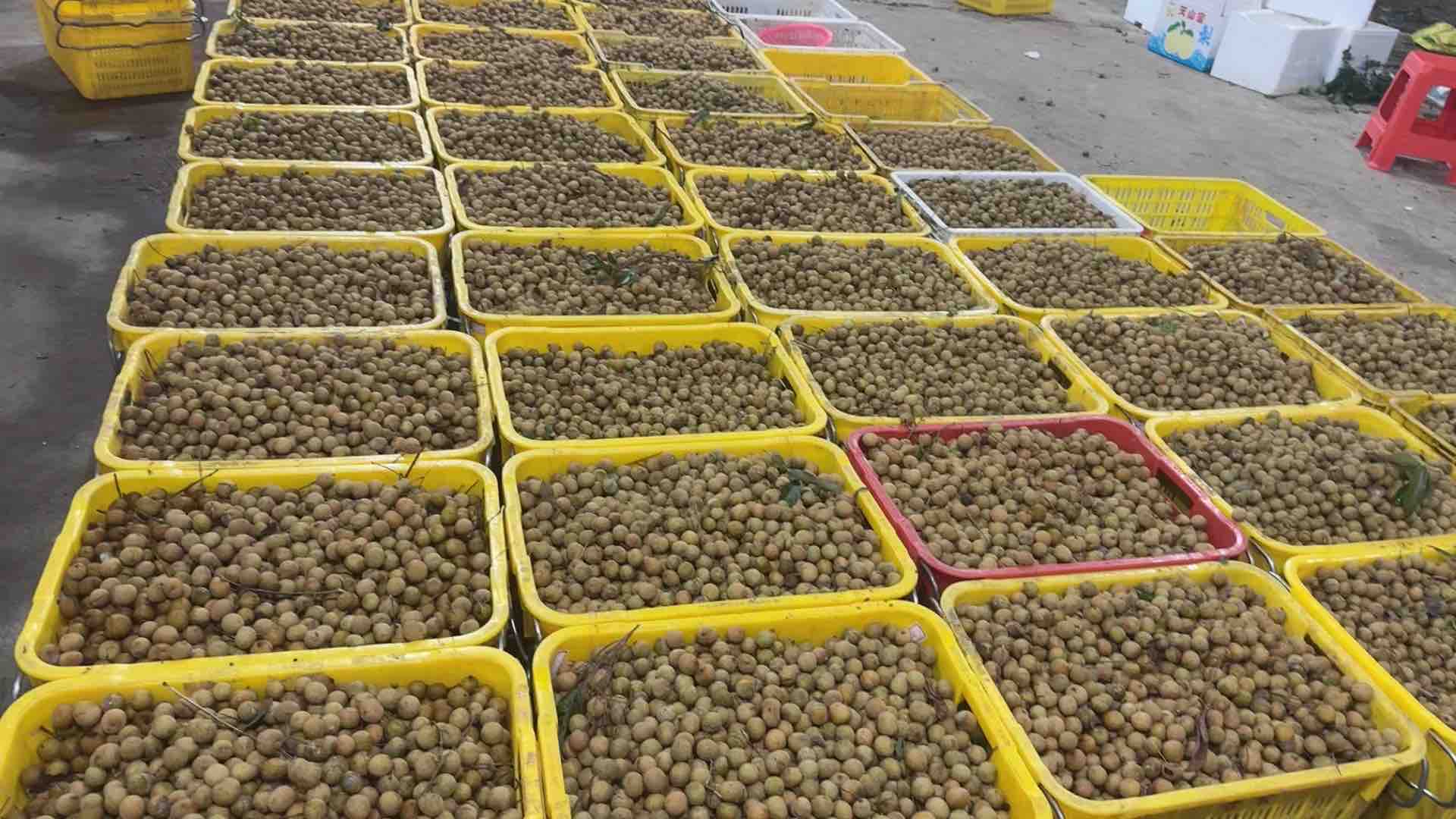批发市场中,批发商正在称重装车,一车车石硖龙眼准备发往全国各地 石硖龙眼批发市场交易现场