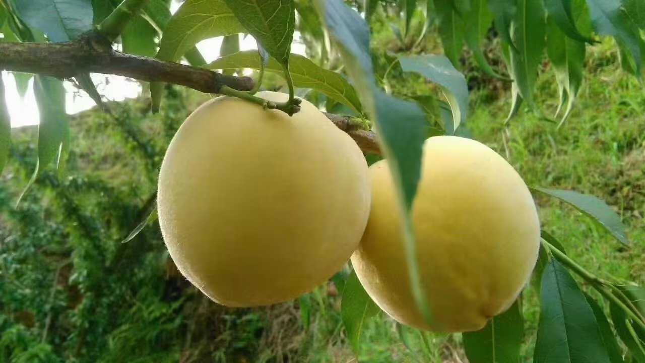 炎陵黄桃特写图