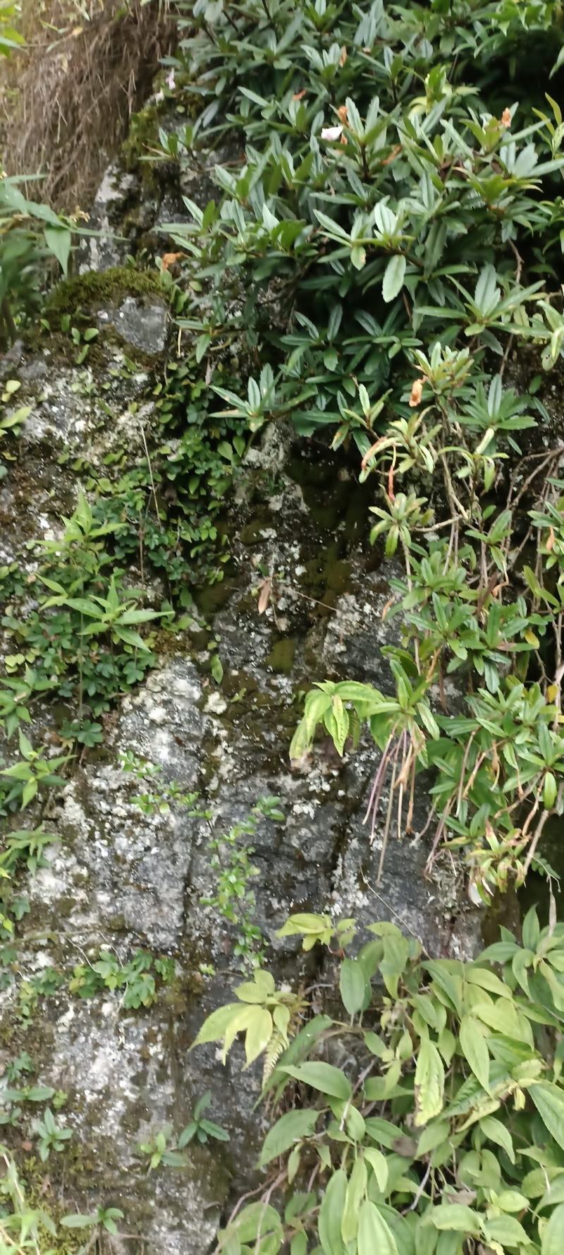 吊石苣苔中药功效图片