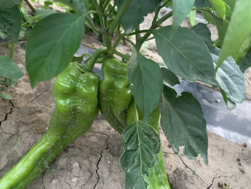 牛角椒植株与果实特写
