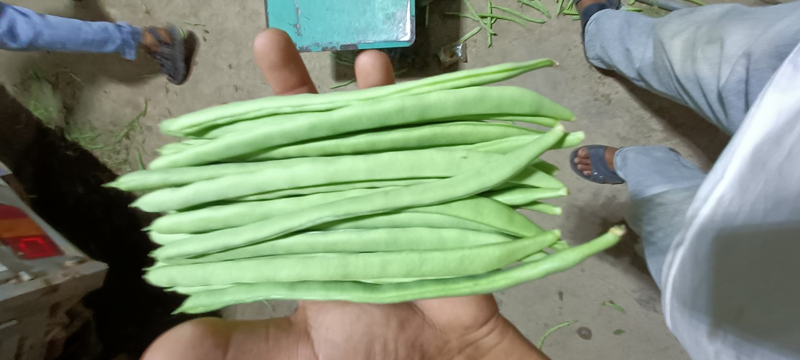 豆角与四季豆对比图