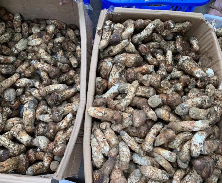 松茸采摘与市场交易场景