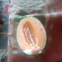 民勤晓蜜25号皮薄肉厚，产地直发，货源充足。