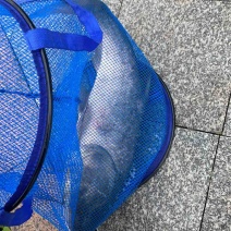 草鱼青鱼鲢鳙
