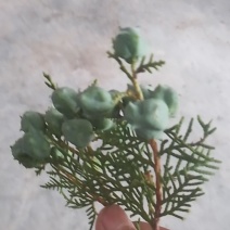 柏树籽