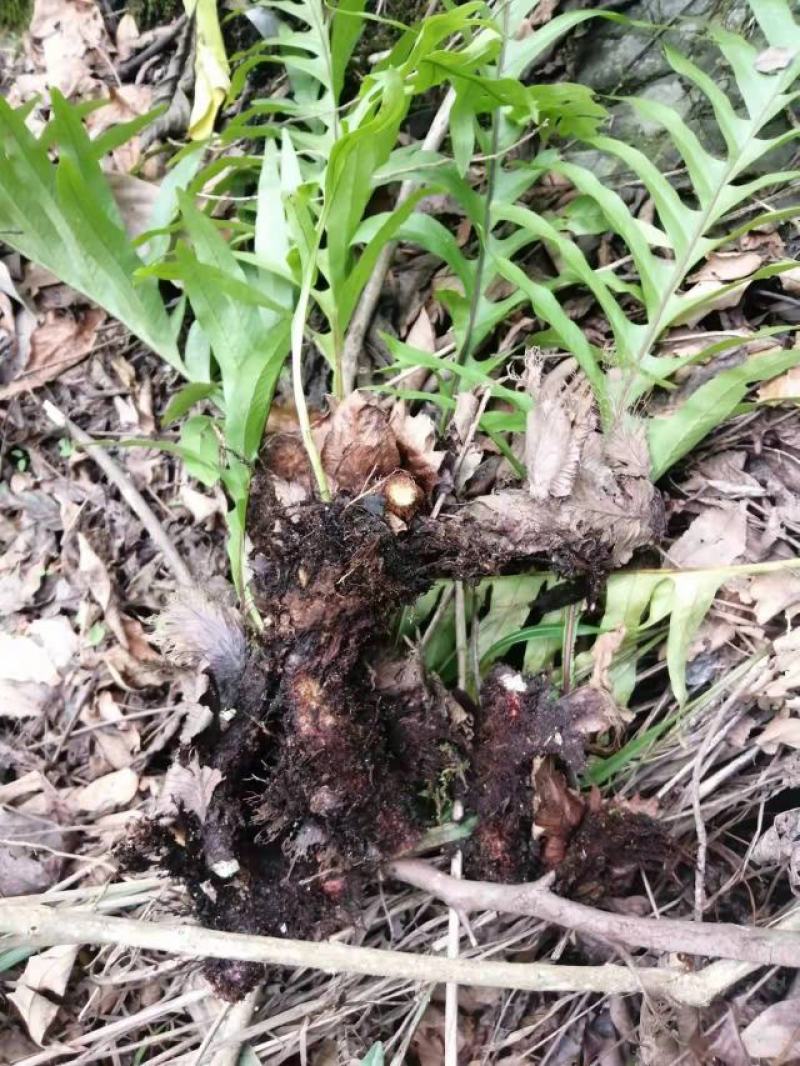 [毛姜批发]四川爬岩姜 骨碎补 毛姜 大量出售.价格2.00元/斤 - 一亩田