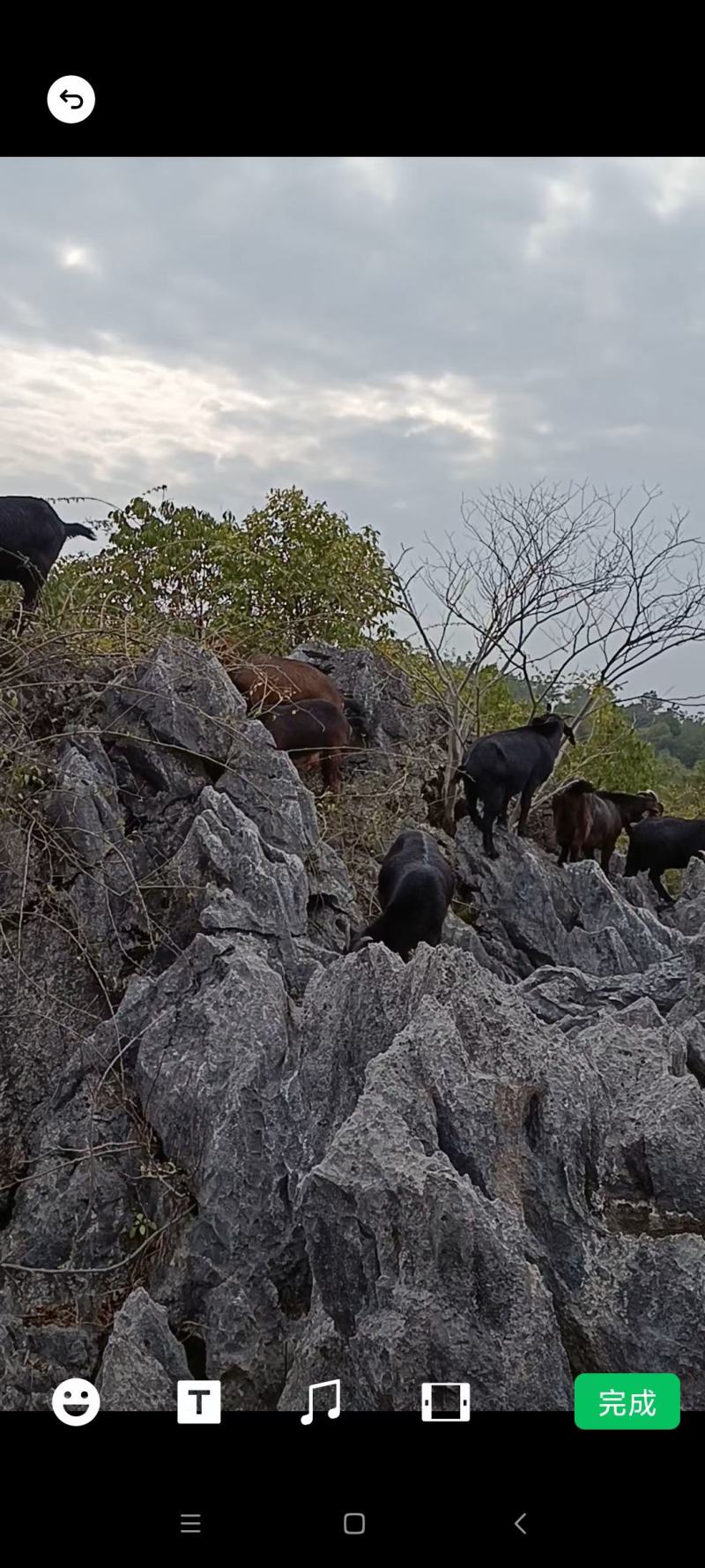 纯放养黑山羊肉