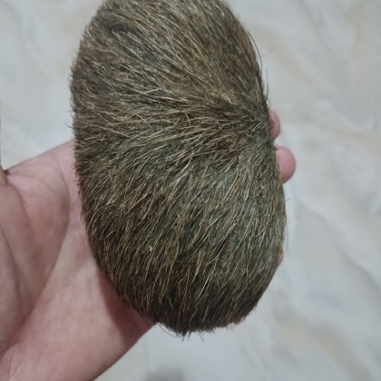 广西猪宝价格行情走势 - 一亩田