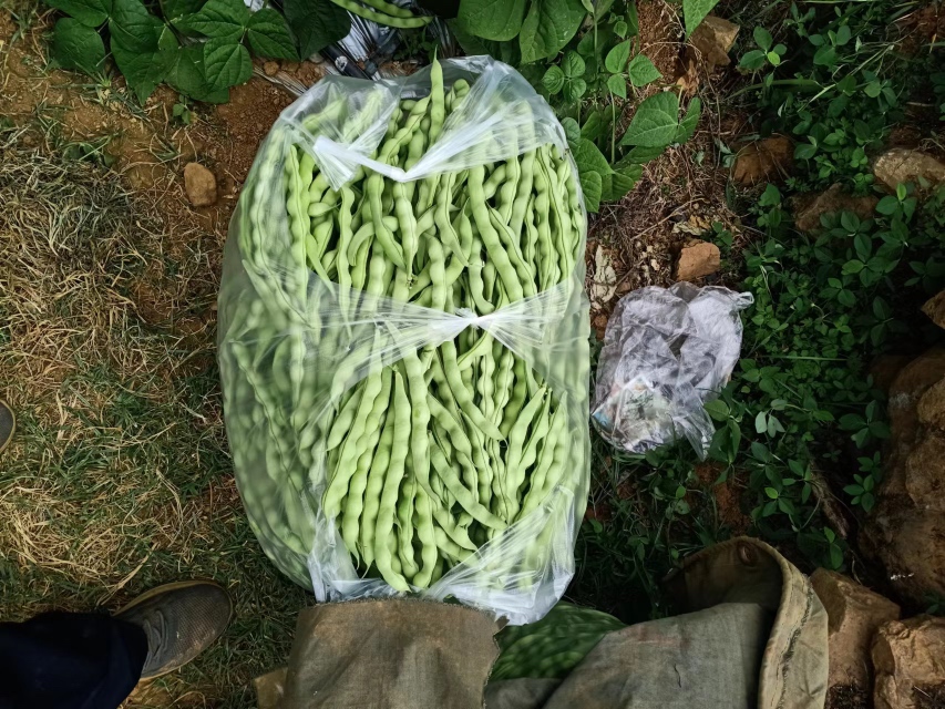 新鲜毛豆与花生,以及干辣椒、花椒等香料整齐摆放在案板上 食材准备图