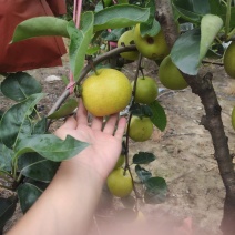 精品翠冠梨
