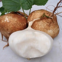 广西凉薯