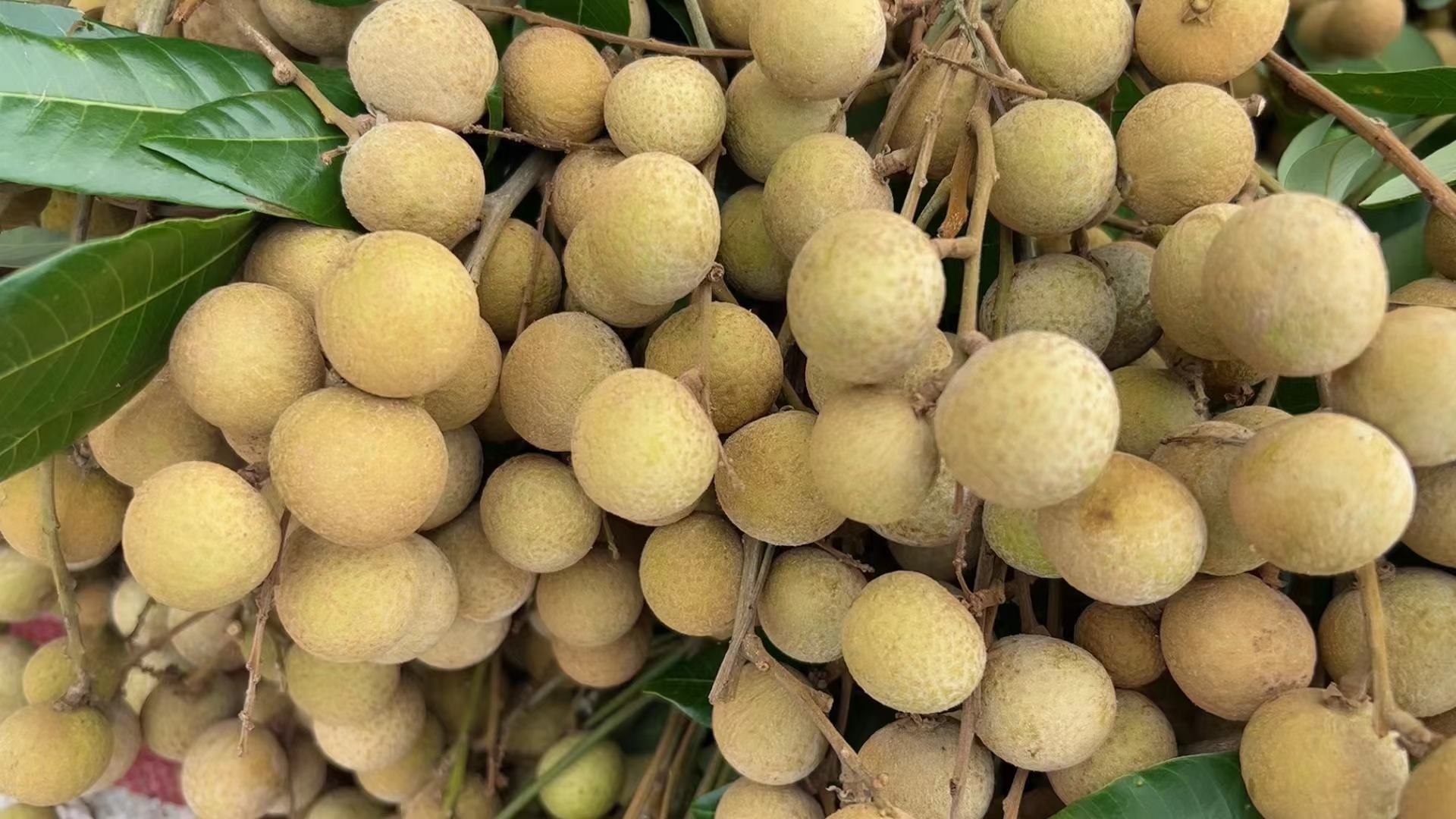 展示一颗成熟饱满的石硖龙眼果实,果皮呈黄褐色,果肉晶莹剔透 石硖龙眼特写