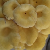 云南鸡油菌