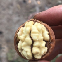 青皮核桃，青皮核桃，产地大量上市，青皮核桃，保质保量青皮