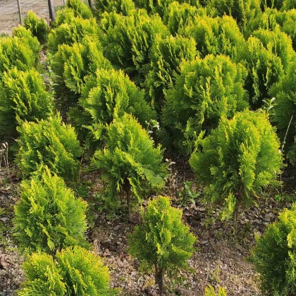 河南信阳洒金柏产地行情