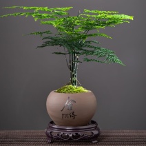 景观盆带底座圆形紫砂花盆文竹兰花菖蒲花卉桌面绿植盆栽盆景