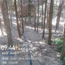 杉木