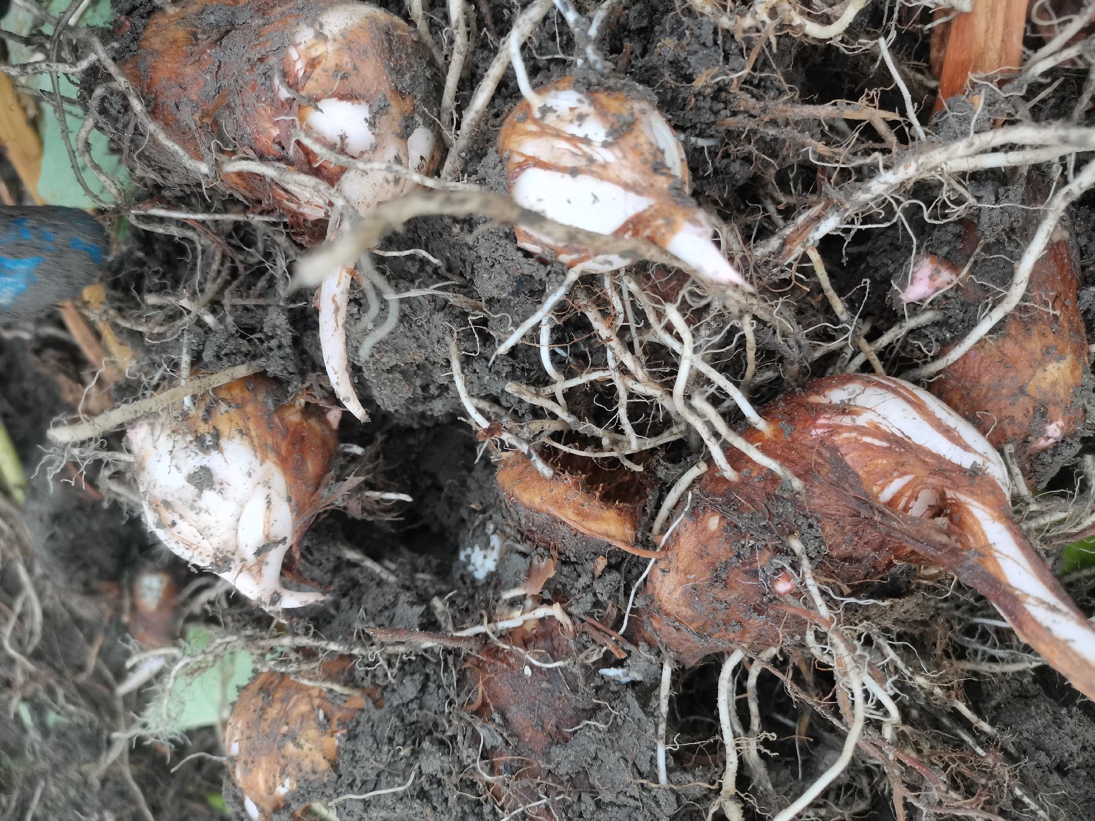 毛芋头田间管理场景：农民正在进行中耕除草与培土作业