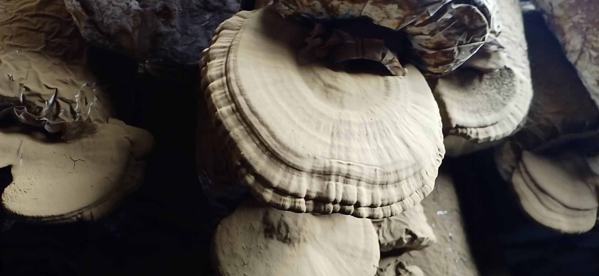 一株完整的野生赤灵芝,呈扇形,表面红褐色并有光泽,边缘较薄,菌盖上有明显环状纹理,底部为白色菌孔,生长在腐木上,背景为山林环境,光线柔和,突出其天然生态属性 赤灵芝特写