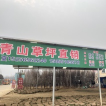 草坪地被苗木，基地直销，欢迎您的实地考察