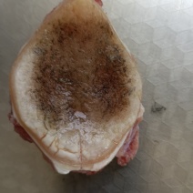 53斤的青鱼石