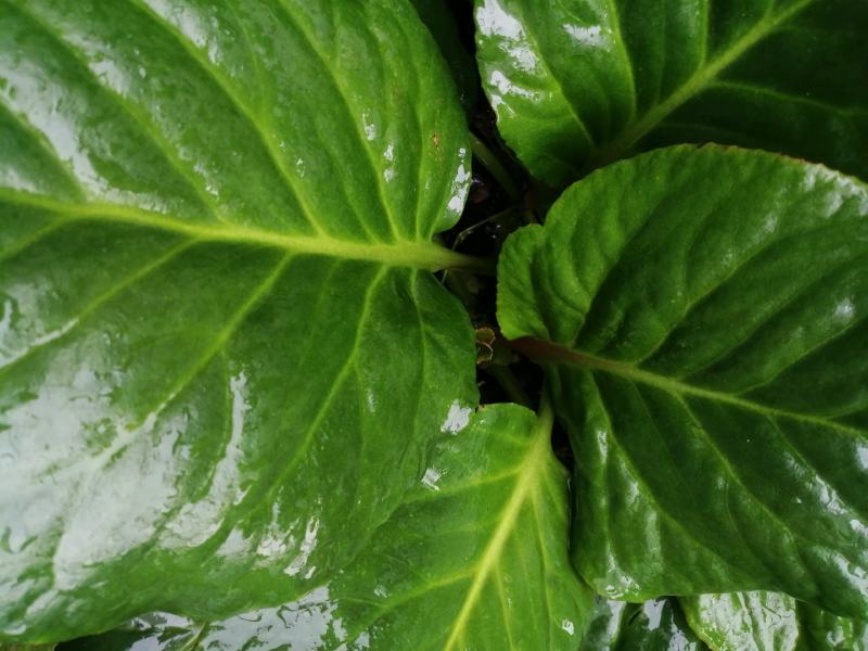 云南野生岩白菜盆景