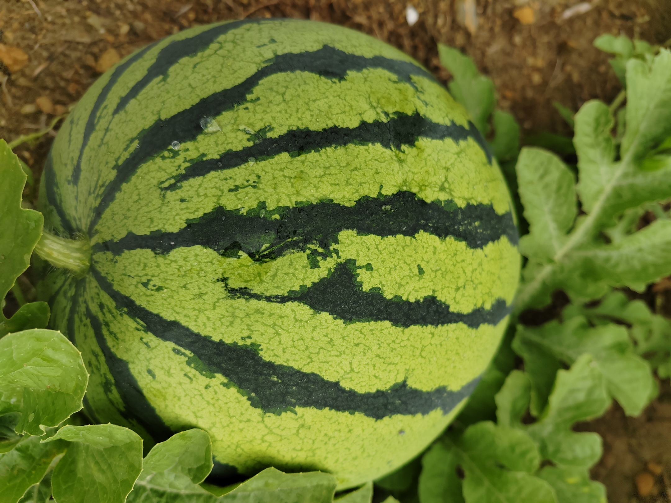 甜王西瓜整体外观特写