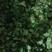 鲜白果树叶
