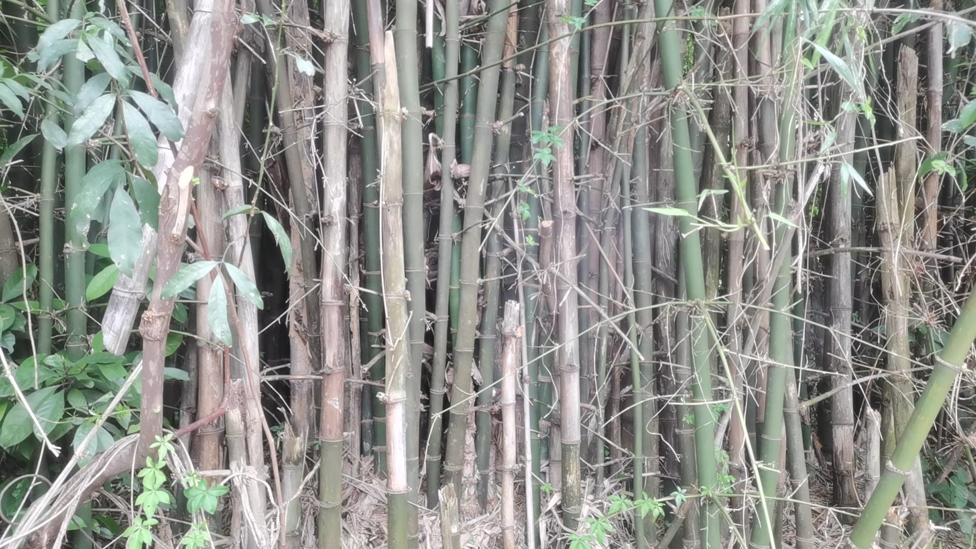 毛竹林种植基地