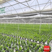 海南金钱树种植基地