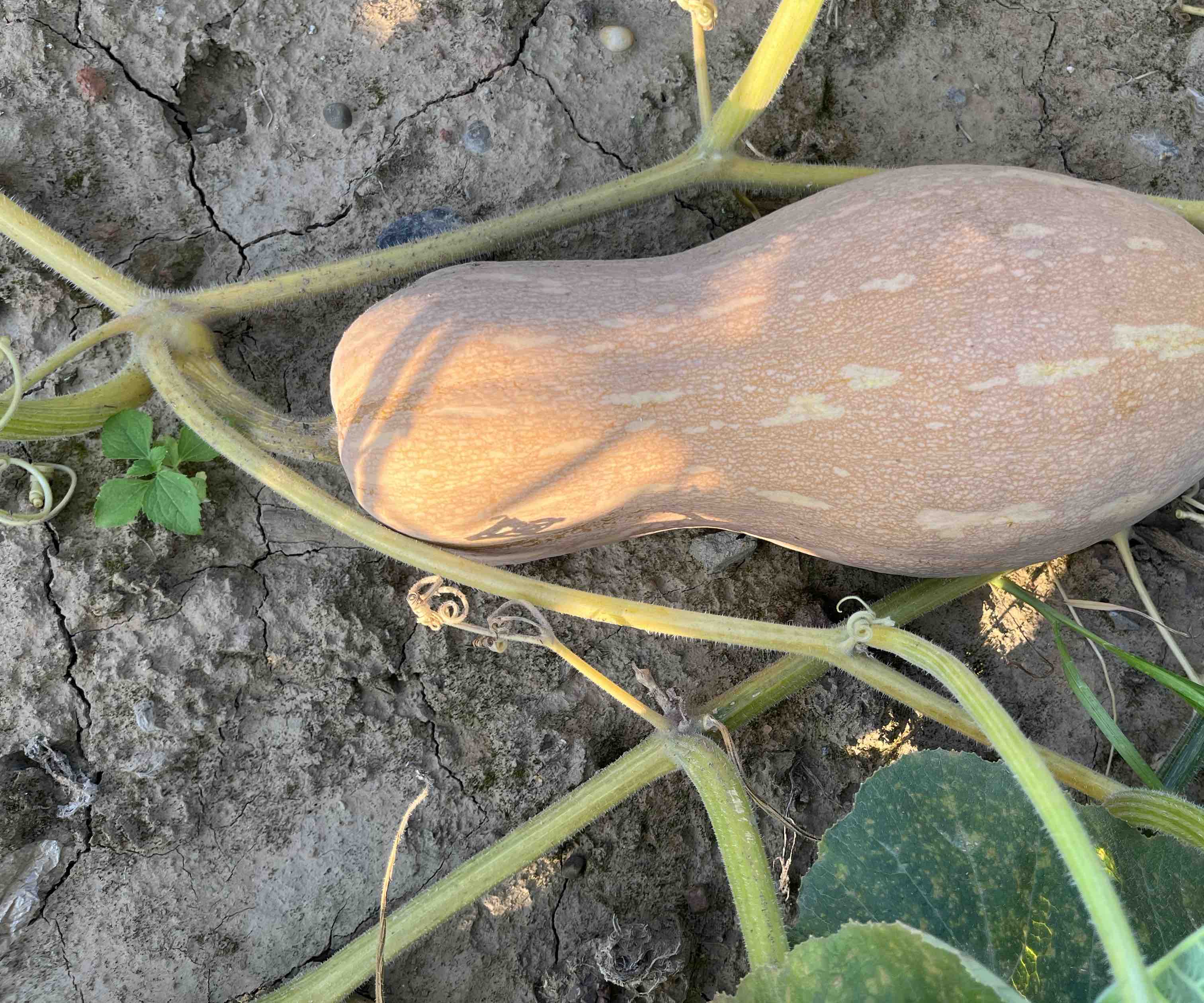 一个成熟的蜜本南瓜放置在田间土地上,瓜形呈长梨状,表皮为鲜艳的橙红色并带有浅色条纹,瓜蒂粗壮且木质化明显,周围散落着枯黄的叶片,背景为秋季晴朗天空 蜜本南瓜成熟果实特写