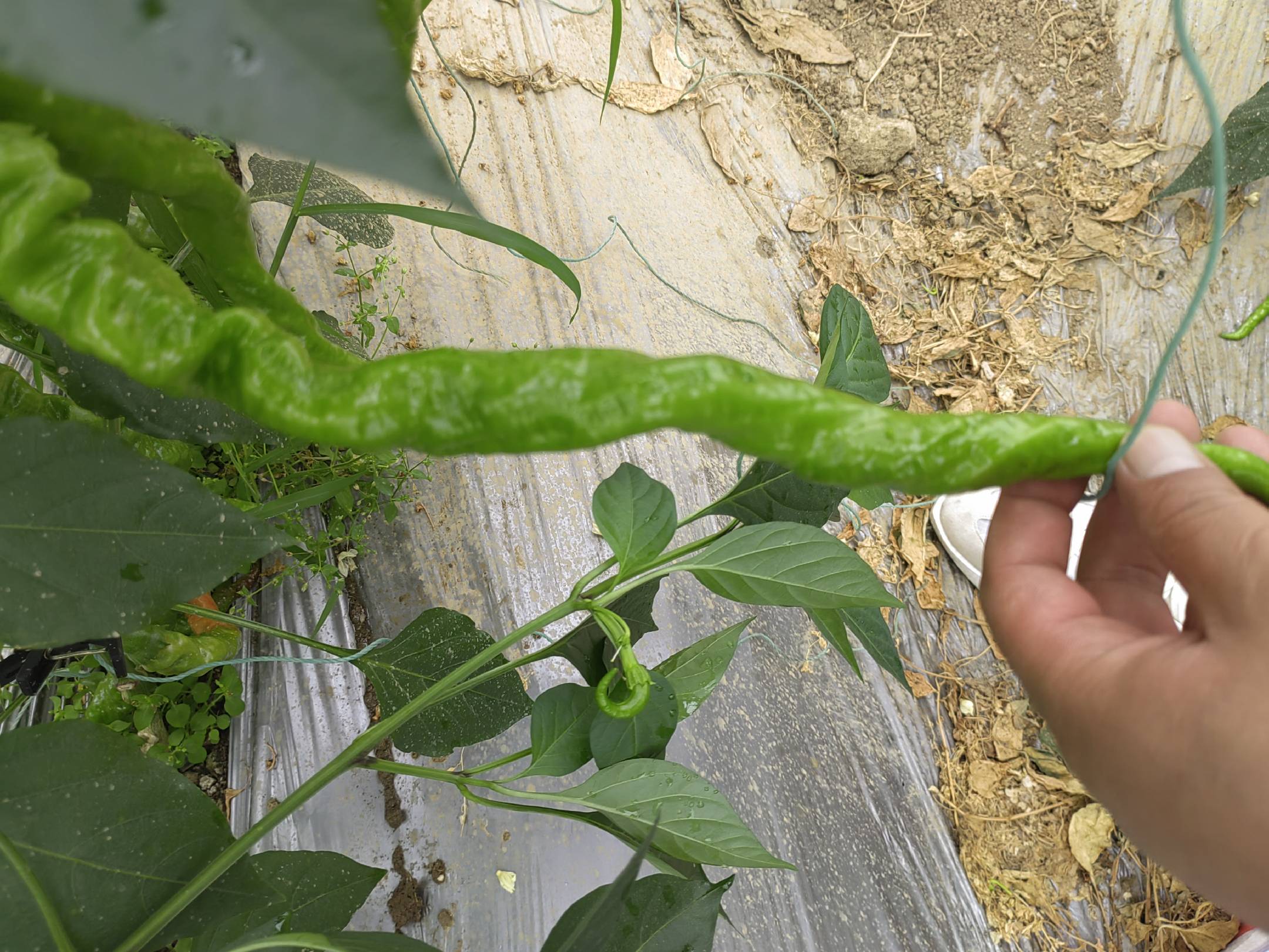 图片说明:显微镜下观察的正宗螺丝椒种子表面螺旋纹理特征,旁边放置标准尺和pH试纸用于环境监测;背景为实验室内的种子发芽箱和温湿度记录仪,展示科学选种全过程 正宗螺丝椒种子特写及检测流程示意图