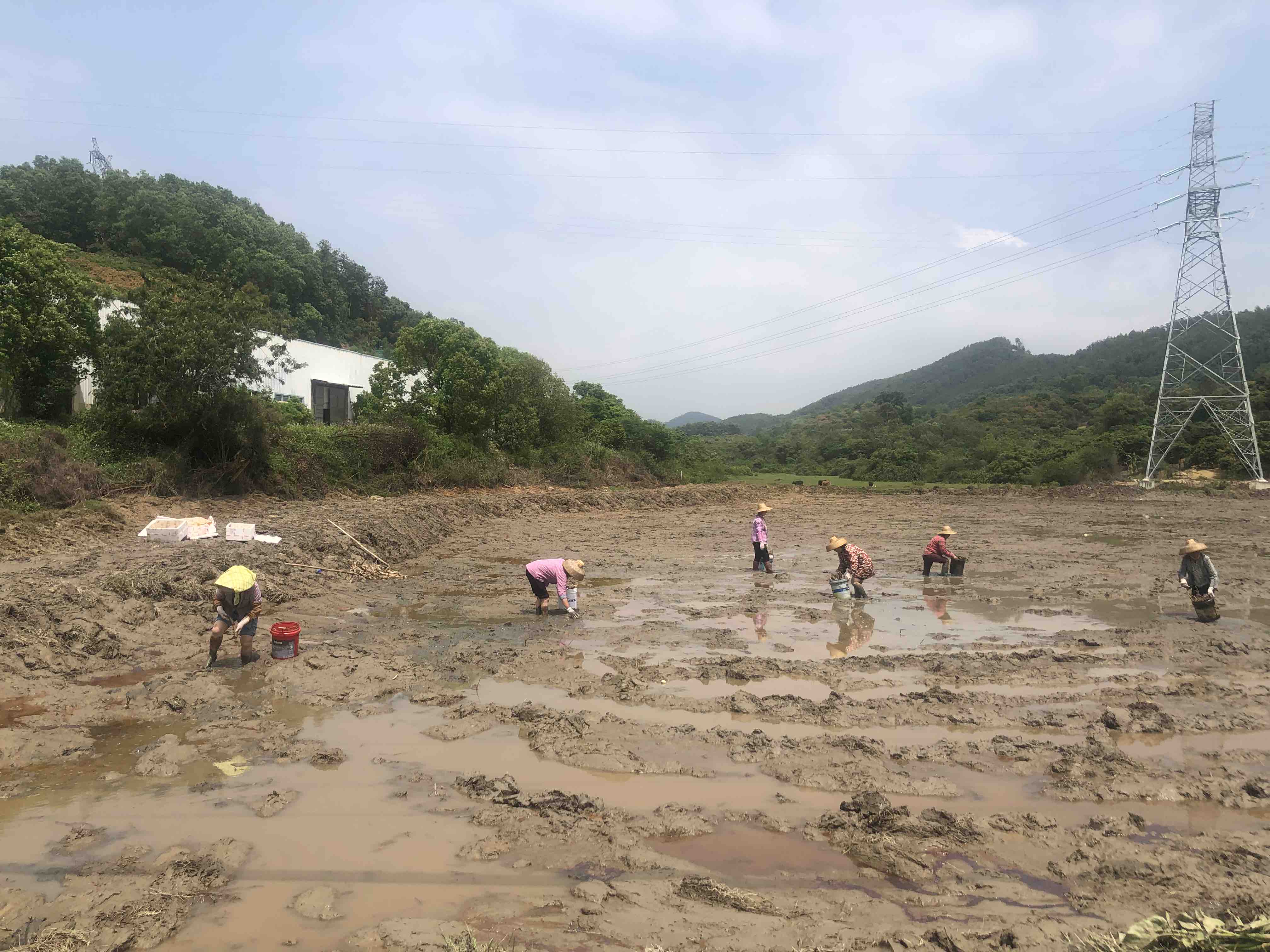 农民在池塘中采挖莲藕的场景