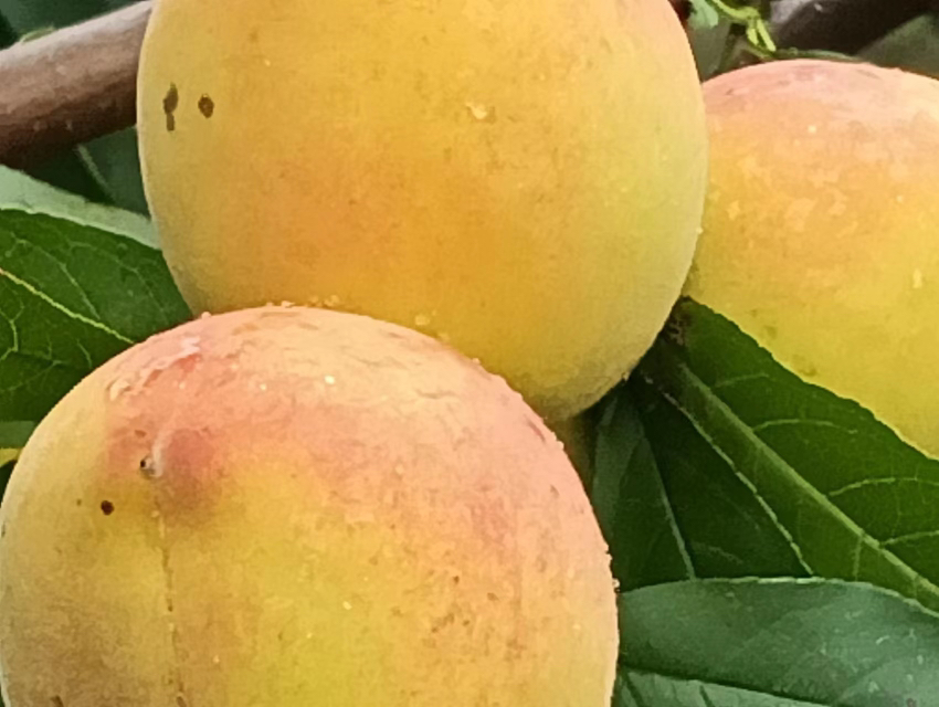 一片黄桃果园中,枝头挂满成熟饱满的黄桃,表皮泛着金黄色光泽,部分带有红晕,叶片翠绿,呈现清晨露珠未干的自然状态 成熟黄桃挂在树上特写